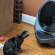 Larry investigates, but ultimately decides he's too good for, a toilet that costs more than a human's does.